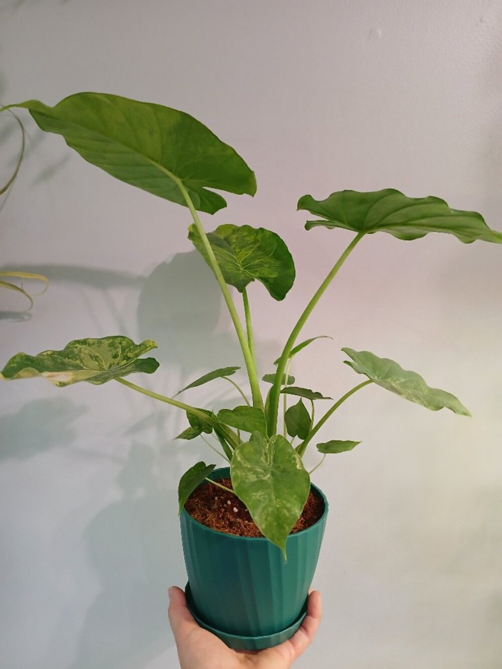 Alocasia Gangeana Aurea - Picture 2 of 8